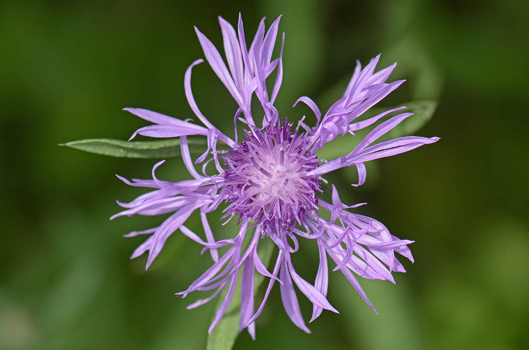 Centaurea jacea subsp. gaudinii / Centaurea di Gaudin